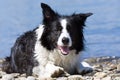 Bordercollie Royalty Free Stock Photo