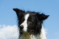 Bordercollie Royalty Free Stock Photo