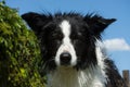 Bordercollie Royalty Free Stock Photo