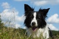 Bordercollie Royalty Free Stock Photo