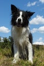 Bordercollie Royalty Free Stock Photo