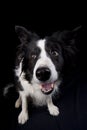 Bordercollie Royalty Free Stock Photo