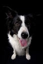 Bordercollie Royalty Free Stock Photo