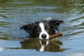 Bordercollie Royalty Free Stock Photo