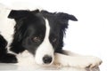 Bordercollie dog