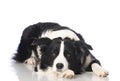 Bordercollie dog Royalty Free Stock Photo