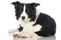 Bordercollie dog Royalty Free Stock Photo