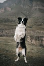 Bordercollie stand on two legs in mountains