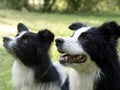 Bordercollies Royalty Free Stock Photo