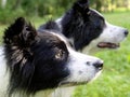 Bordercollies Royalty Free Stock Photo