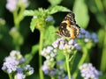 Bordered Patch Butterfly on Blue Mistflowers Royalty Free Stock Photo