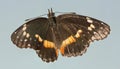 A Bordered Patch Butterfly, or Chlosyne lacinia Royalty Free Stock Photo