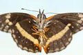 A Bordered Patch Butterfly, or Chlosyne lacinia