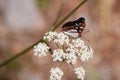 Bordered Patch Butterfly sitting on Flower Royalty Free Stock Photo