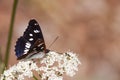 Bordered Patch Butterfly sitting on Flower, Hungary Royalty Free Stock Photo