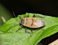 Bordered plant bug (Largus maculatus) insect on leaf at night, Houston TX USA. Royalty Free Stock Photo