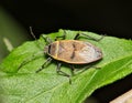 Bordered plant bug (Largus maculatus) insect on leaf at night, Houston TX USA. Royalty Free Stock Photo