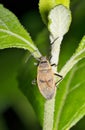 Bordered plant bug (Largus maculatus) insect on plant at night, Houston TX USA. Royalty Free Stock Photo