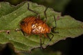 Bordered Plant Bug Nymph Royalty Free Stock Photo