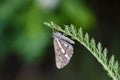 Bordered White hanging on grass