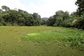 The Dense Vegetation of Panama\'s Chagres River