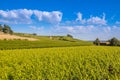 Bordeux vineyard in Saint Emillion