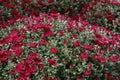 Bordo Chrysanthemum for beautiful fall garden. Autumn flowers for gardens, parks Royalty Free Stock Photo