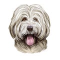 Bordoodle Puppy cross breed of Border collie and poodle isolated on white. Digital art illustration of hand drawn cute home pet Royalty Free Stock Photo