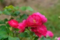 Bordure Magenta rose in garden Royalty Free Stock Photo