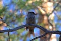 Boreal bird, the Siberian Jay Royalty Free Stock Photo