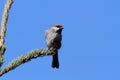 Boreal Chickadee