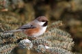 Boreal Chickadee Royalty Free Stock Photo