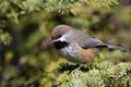 Boreal Chickadee