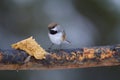 Boreal Chickadee 838683