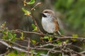 Boreal Chickadee - Poecile hudsonicus Royalty Free Stock Photo