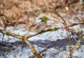 Boreal Chickadee perched on a branch Royalty Free Stock Photo