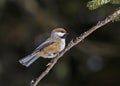 Boreal Chickadee Royalty Free Stock Photo