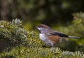 Boreal Chickadee Royalty Free Stock Photo