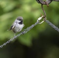 Boreal Chickadee Perched on a Chain Royalty Free Stock Photo