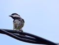 Boreal Chickadee on wires Royalty Free Stock Photo