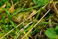 Boreal Chorus Frog - Pseudacris maculata