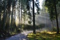 Boreal conifer spruce forest