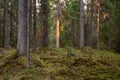 Boreal coniferous forest in Estonian nature