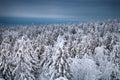 Boreal coniferous forest. Top view