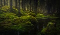 Boreal forest floor. Mossy ground and warm,autumnal light. Norwegian woodlands Royalty Free Stock Photo