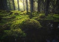 Boreal forest floor. Mossy ground and warm,autumnal light. Norwegian woodlands Royalty Free Stock Photo