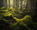 Boreal forest floor. Mossy ground and warm,autumnal light. Norwegian woodlands Royalty Free Stock Photo