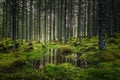 Boreal forest floor. Mossy ground and warm,autumnal light. Norwegian woodlands Royalty Free Stock Photo