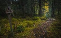 Boreal forest floor. Mossy ground and warm,autumnal light. Norwegian woodlands Royalty Free Stock Photo