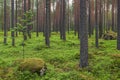 Boreal forest view with straight Scots pine tree (Pinus sylvestris) trunks